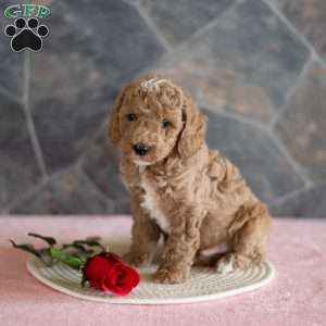 Zane, Miniature Poodle Puppy